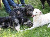 Puppys van Bliss040622-0170